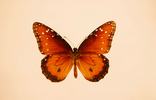 Oranje vlinder als symbool voor verandering en digitale transformatie.